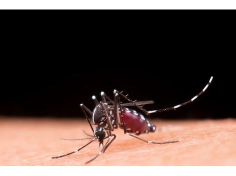 Dedetizadora de Mosquito da Dengue na Pedreira