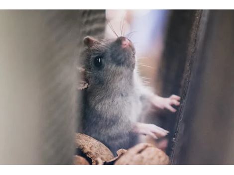 Eliminar Ratos em Cangaíba