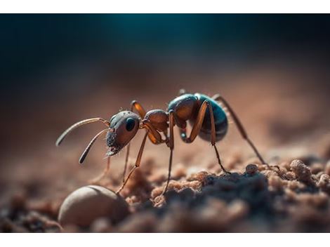 Dedetizadora de Formigas no Ceagesp