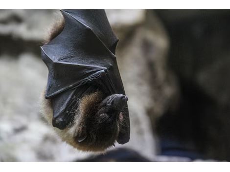Dedetizadora de Morcegos no Tamboré